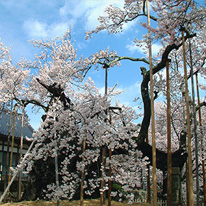 山高神代桜