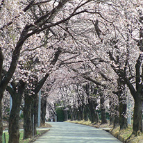 眞原の桜並木