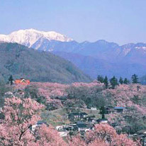 高遠城址公園さくら祭