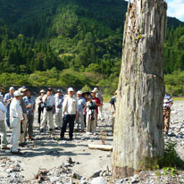 遠山川の埋没林